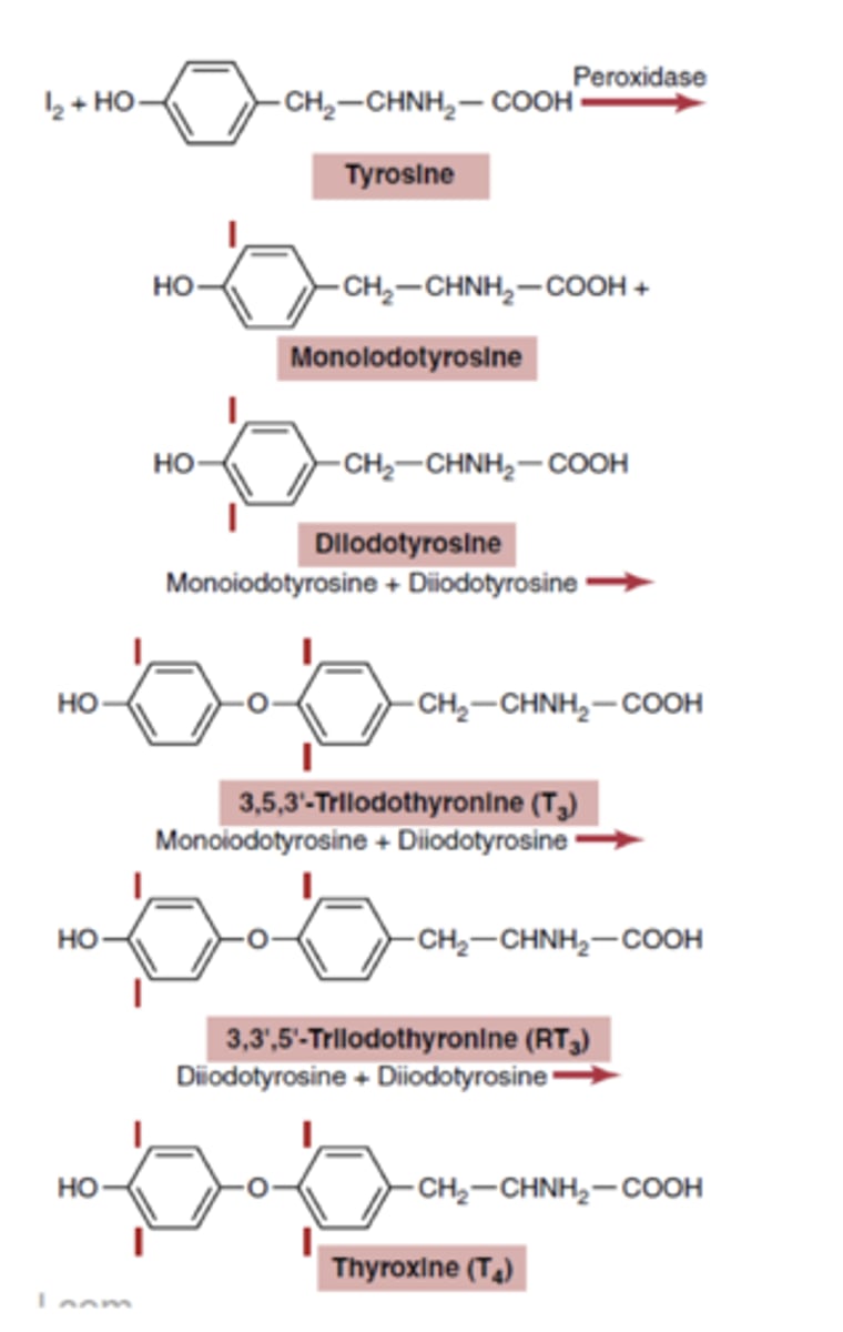 <p>oxidation and organification of thyroglobulin are rapid processes in the presence of peroxidases:</p>