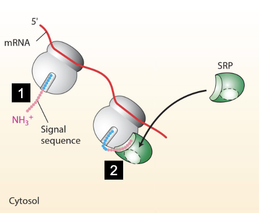 <p>Signal Recognition Particle, contains a hydrophobic binding groove (<u>in P54 subunit</u>) that binds the signal sequence</p>