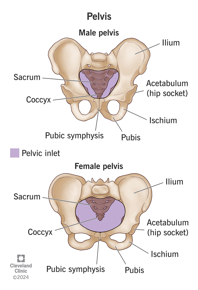 <ul><li><p>Transfer of weight from the upper axial skeleton to the lower appendicular components of the skeleton</p></li><li><p>Provides attachment for a number of muscles and ligaments used in locomotion.</p></li><li><p>Protects abdominal and pelvic area</p></li></ul><p></p>