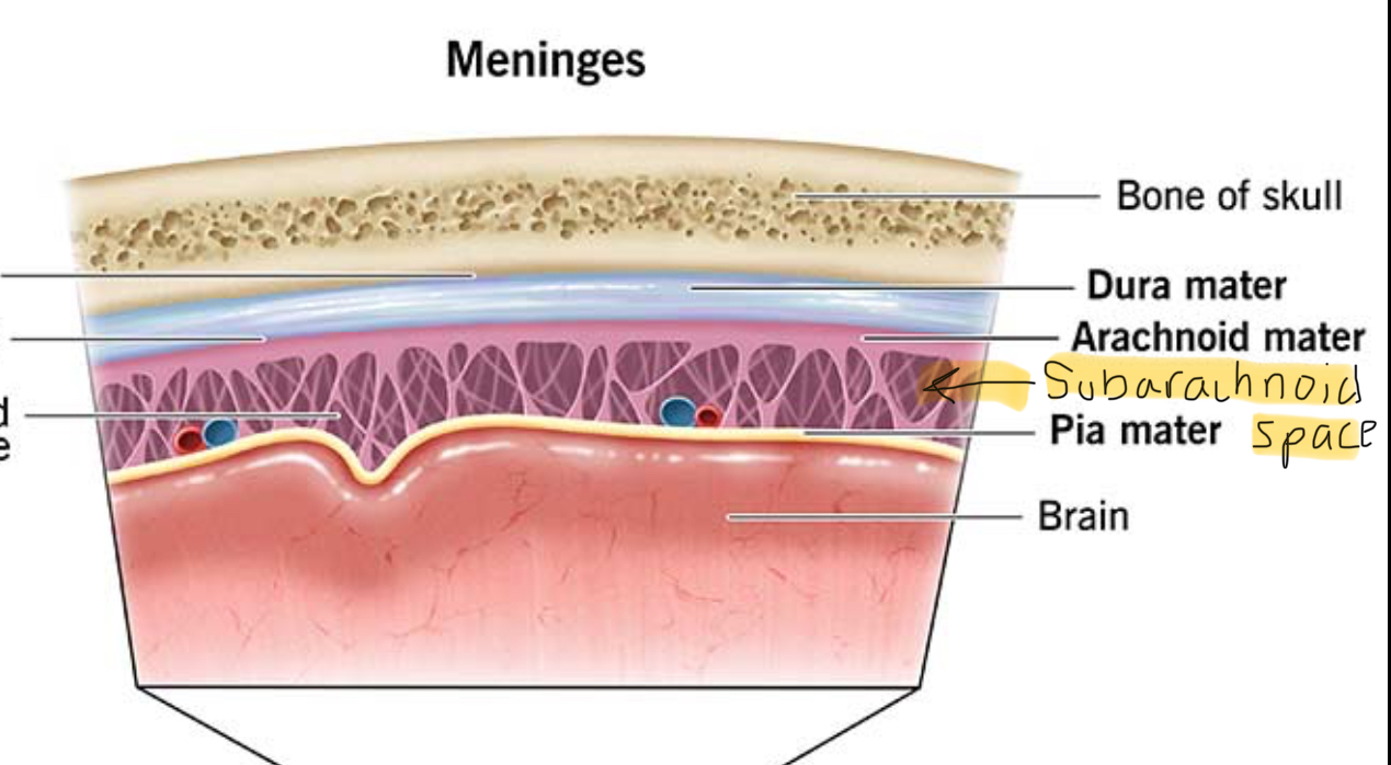 <p>Absorb forces before they reach the brain</p>