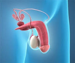 <p><strong>A 45-year-old diabetic male is experiencing erectile dysfunction. If his erectile dysfunction is caused by the nervous system, then the nurse can educate the patient that the venous blood supply to the penis is controlled by</strong></p><p>A) sacral parasympathetic fibers.</p><p>B) the hypothalamus.</p><p>C) the vagus nerve.</p><p>D) postganglionic sympathetic neurons.</p>
