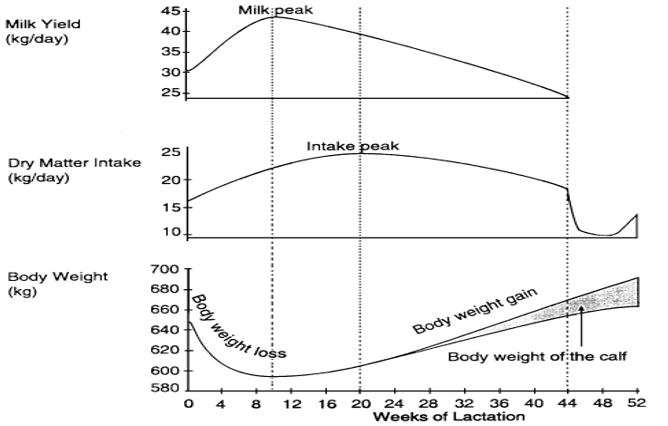 <p>Lactation is initiated by calving</p><p>Standard lactation period: 305 days</p><p>Peak production reached at 45- 60 days</p><p>Dry period: 60 days</p><p>Cessation of milk production and rebuilding of body stores and mammary gland</p><p>Lactation is reinitiated by calving</p>