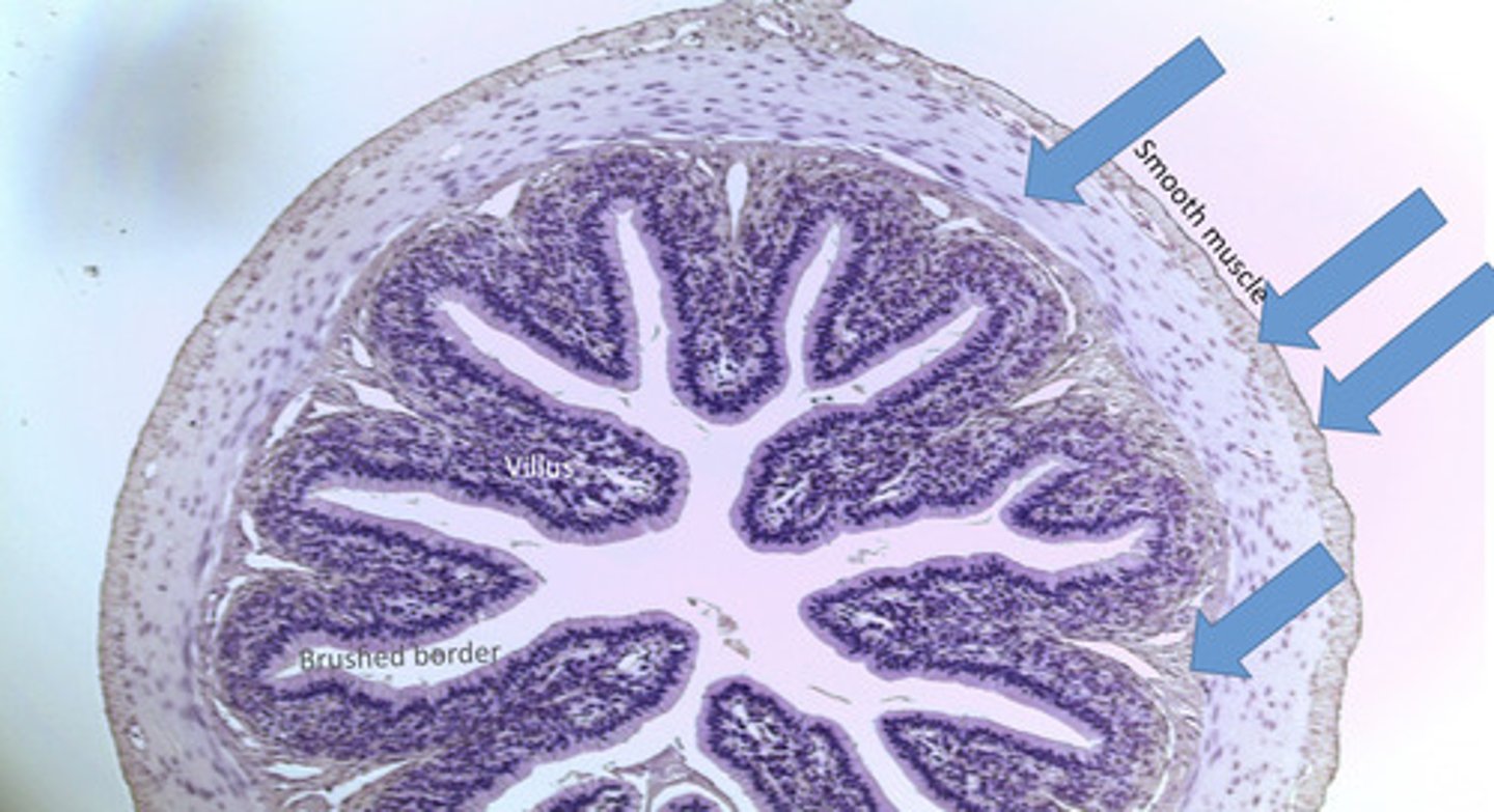<p>Small intestine</p>