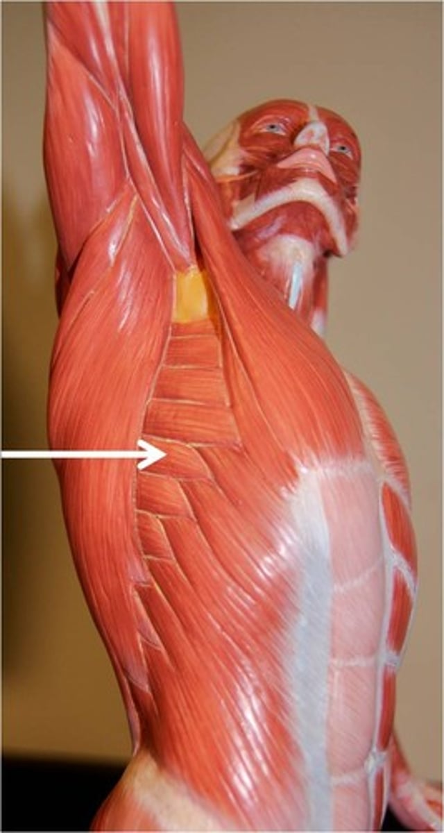 <p>origin: fleshy slips of upper ribs<br>insertion: medial border<br>action: protracts (punching), stabilize, upward rotation<br>innervation: long thoracic nerve</p>