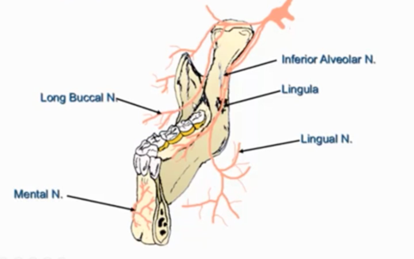 <p>branches of the mandibular division of trigeminal nerve:</p><p>-inferior alveolar nerve (IAN)</p><p>-lingual nerve</p><p>-mental nerve</p>
