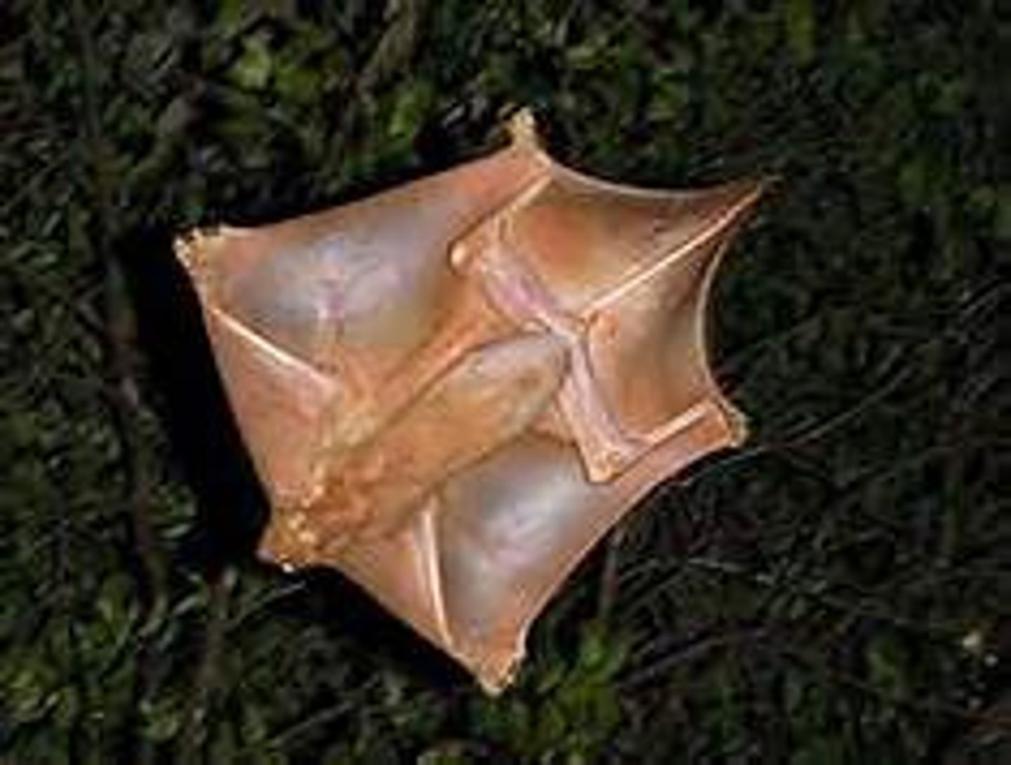<p>Arboreal, Patagium</p>