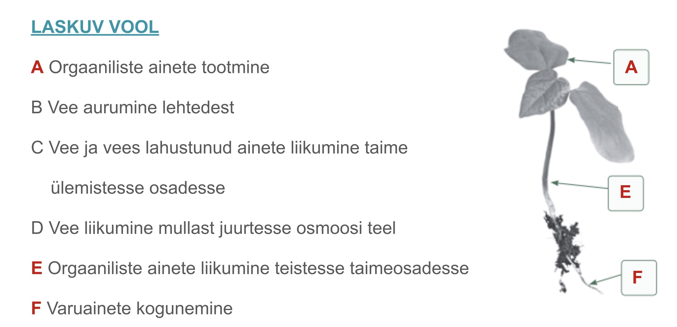 <p>Lehtedes fotosünteesil valmistatud toitainete liikumine juurtesse ja teistesse taimeosadesse (vesilahusena)</p>