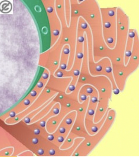 What are the Ribosomes