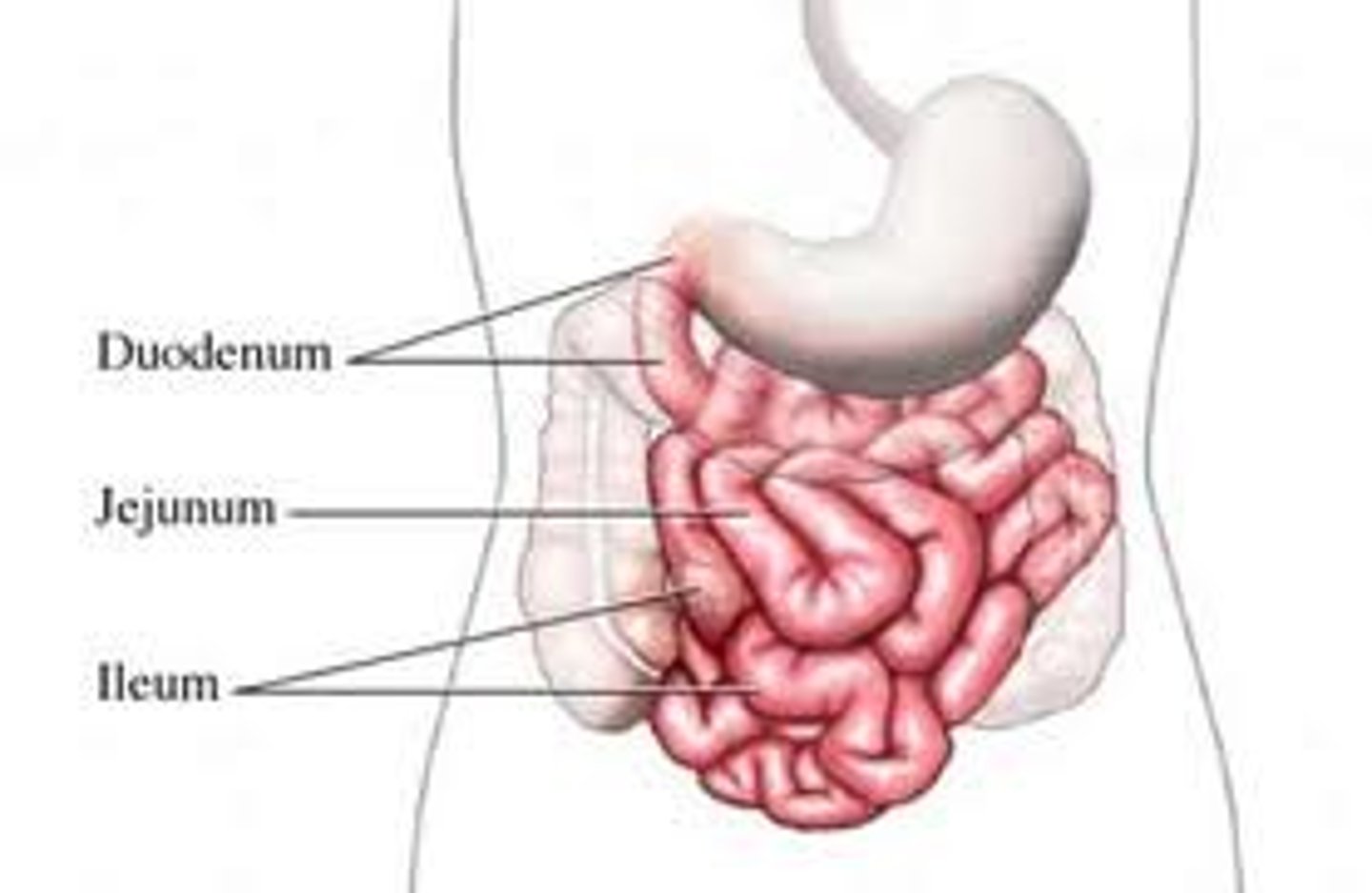 <p>Name 2 of the 3 sections of the small intestine</p>