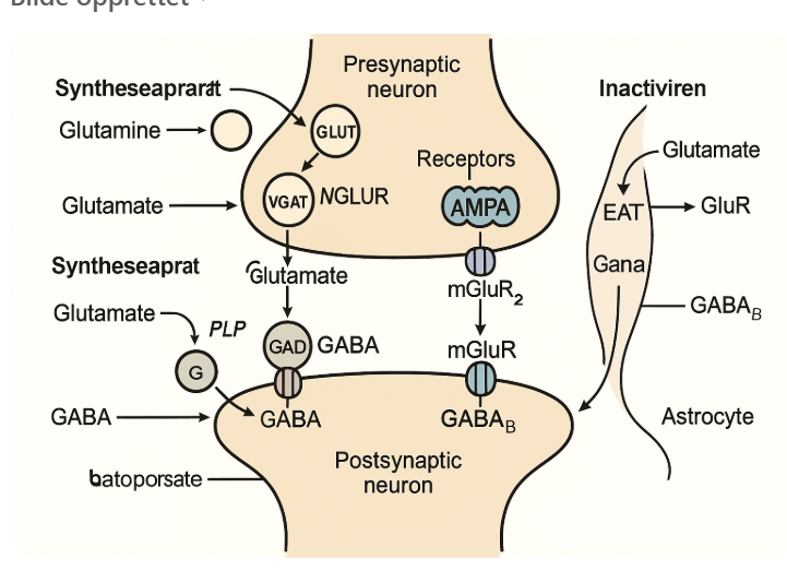 <p>Glutamat blir til GABA men det er behov for vitamin B6</p><p>GABA pakkes i VGAT vesikler</p><p>Postsynaptiske reseptorer:</p><p>GABA_A: ionotrope Cl- kanaler. Når disse aktiveres strømmer klorid inni cellen og gir en rask hyperpolariserende og dermed hemmende effekt</p><p>GABA_B: Gi koblet. Aktivering av denne fører til åpning av K+ kanaler og hemming av Ca2+ kanaler som gir en mer langsom inhibisjon</p><p>Presynaptiske: GABA_B autoreseptorer. GABA binder disse som reduserer Ca2+ innstrømmning i nerveterminalen som videre hemmer GABA frisetting.&nbsp;</p>