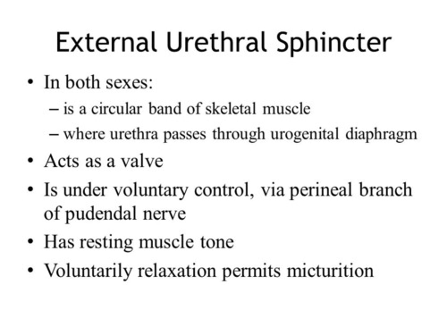 <p>(A) skeletal, voluntary</p><p>The external urethral sphincter is lined by skeletal muscle which is under voluntary control.</p>