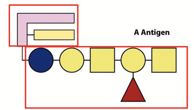 <p><strong><u>Lipids can occur covalently linked to other classes of biomolecules.</u></strong></p><p>Contain both <u>sugar</u> and <u>lipid</u> portions. Important constituents of cell membranes.</p><p>e.g. sphingolipids, gangliosides</p><p>The human blood groups (O, A, B) are defined by these displayed on the outer surfaces of blood cells.</p>
