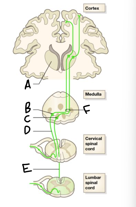 <p>C</p>