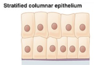 <p>male urethra and the ducts of some glands</p><p>secrets and protects</p>