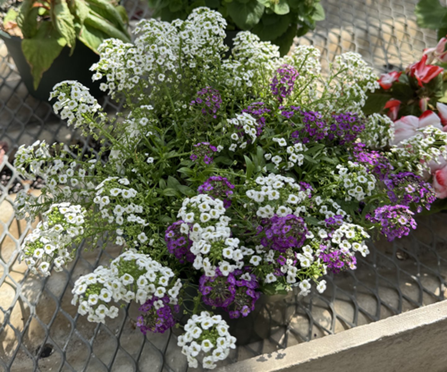 <p>What is the Latin name for this plant?</p>