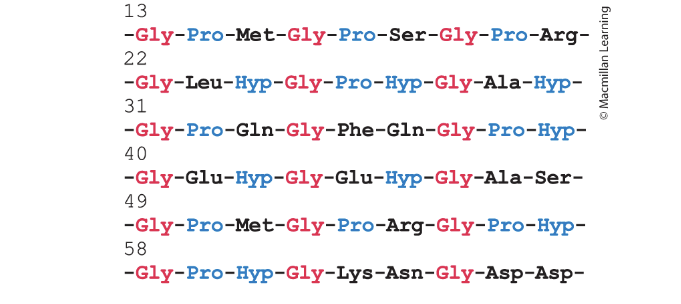 <ul><li><p>glycine, proline, and hydroxyproline</p></li><li><p>AA of part of collagen chain reveals that every <strong>third</strong> residue = <strong>glycine</strong></p></li></ul><p></p>