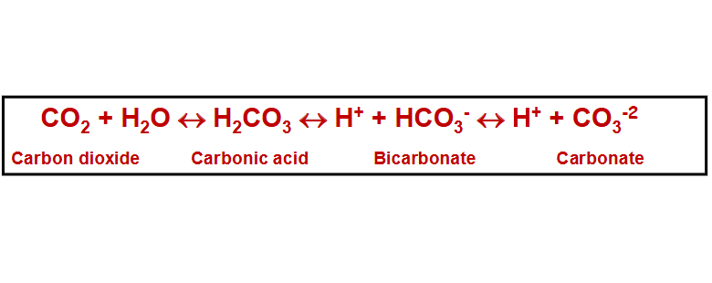 <p>chemical conversions between carbon dioxide, carbonic acid, and bicarbonate</p>