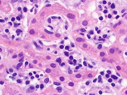 <p>Name, Basic Structure, Distribution, Function</p>