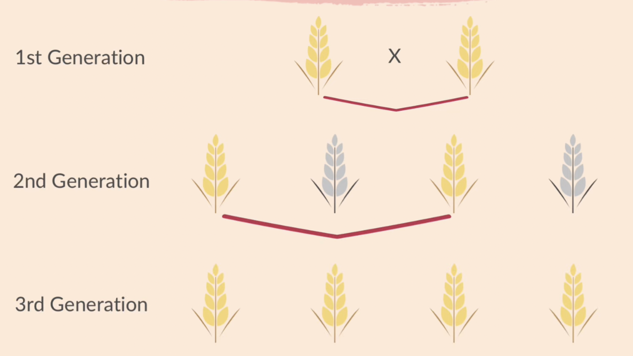 <p>why do we do selective breeding in crop plants</p>