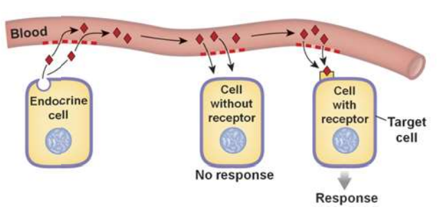 <p>——— refers to when chemicals (i.e. hormones) are released into the bloodstream and distributed throughout the body → long-range cell-cell communication.</p>