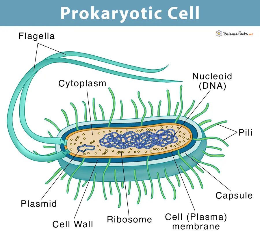 <ul><li><p>molecules surrounded by membrane and cell wall</p></li><li><p>no membrane bound nucleus</p></li><li><p>nucleiod = region of DNA concentration</p></li><li><p>organelles not bound by membranes</p></li></ul>