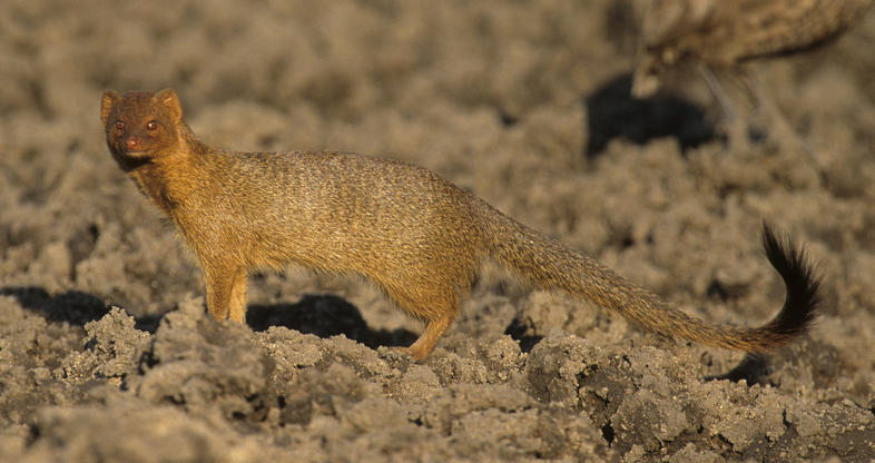 <p>Vic Falls, Chobe NP, Okavango Delta, Bagani, Grootfontein, Etosha NP, Bethanie, Fish River Canyon, Kruger NP</p>