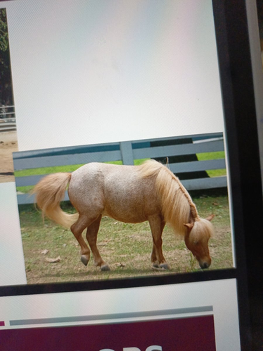 <p>chestnut</p><p>&amp; bay roan;</p><p>"Strawberry roan"</p>