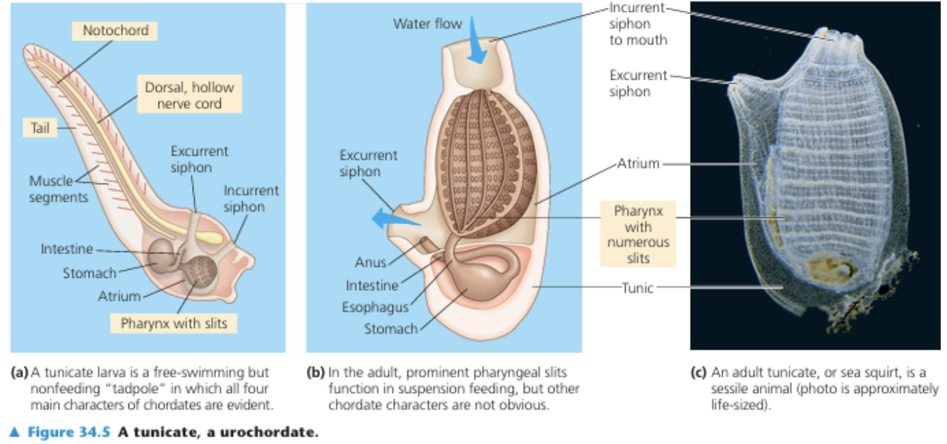 <p><strong>2 GROUPS OF INVERTEBRATES:</strong></p><p>exhibit chordate characteristics <strong>mainly in the larval stage;</strong></p><p>undergo radical changes upon maturing</p><ul><li><p>larva settles in a substrate &amp; undergo radical metamorphosis</p></li></ul><p></p>