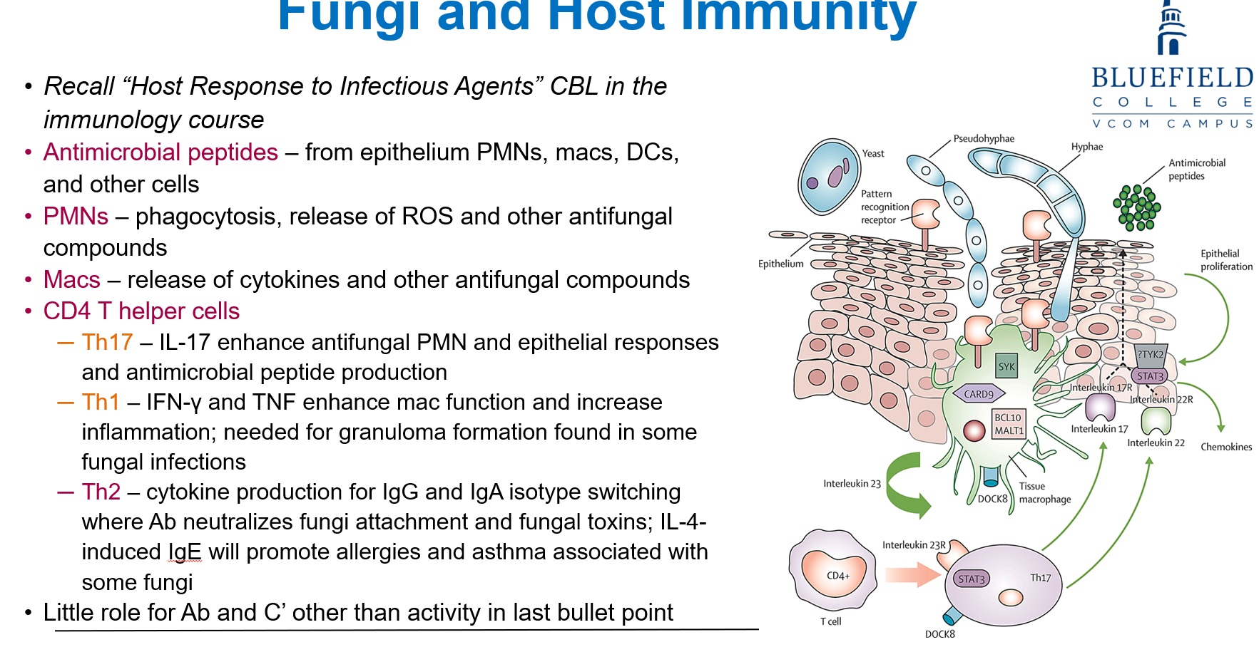 <p>The immune system fights fungi using </p><ul><li><p><strong>Antimicrobial peptides</strong> from epithelial cells</p></li><li><p><strong>PMNs</strong> (phagocytes that release ROS and antifungal agents)</p></li><li><p><strong>Macrophages</strong> (cytokine release), </p></li><li><p><strong>CD4 T helper cells</strong>.</p></li></ul><p></p>