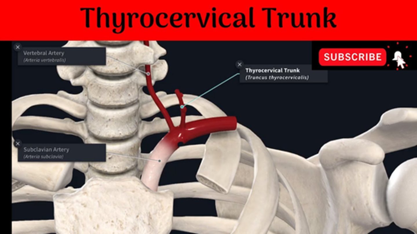 <p>The inferior thyroid artery arises from the thyrocervical trunk.</p>