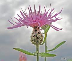 What is this species