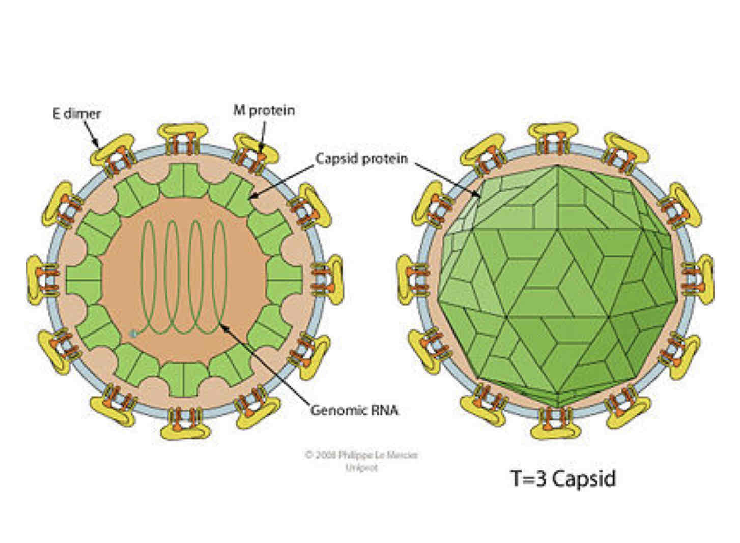 <p>Enveloped and spherical, icosahedral geometry with T=3 symmetry</p>