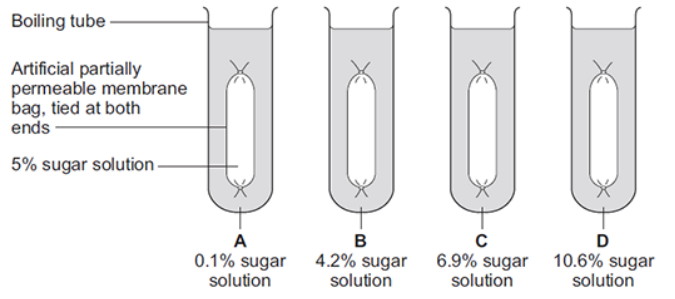 <p>Some students investigated the effect of the different concentrations of sugar in four drinks, A, B, C and D, on the movement of water across a partially permeable membrane. </p><p>The students:</p><ul><li><p>made four bags from artificial partially permeable membrane</p></li><li><p>put equal volumes of 5% sugar solution in each bag</p></li><li><p>weighed each bag containing the sugar solution </p></li><li><p>placed one bag in each of the drinks, A, B, C and D</p></li><li><p>after 20 minutes removed the bags containing the sugar solution and weighed them again. </p></li></ul><p>The diagram below shows how they set up the investigation.</p><p>In which drink, A, B, C or D, would you expect the bag to show the smallest change in mass?</p>