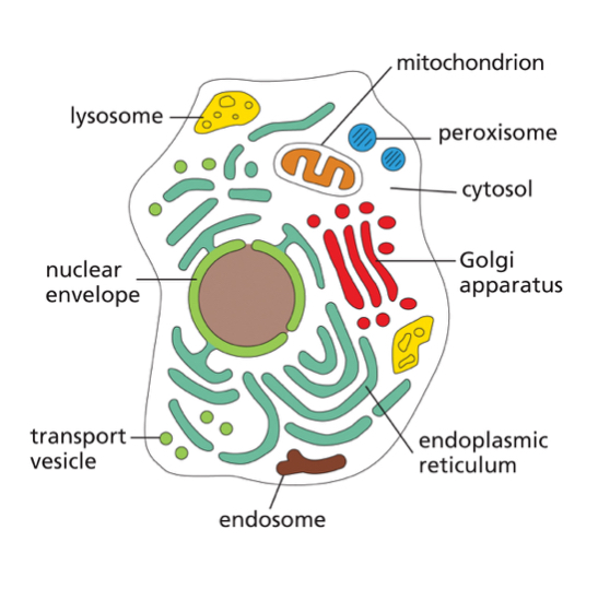 <ul><li><p>Organisms made up of one or more cells that have a distinct membrane bound nucleus</p></li><li><p>Eu = True</p></li><li><p>Karyon = nucleus</p></li><li><p>Contain&nbsp;<strong>organelles</strong>&nbsp;→discreet membrane bound sub-compartments&nbsp;(e.g. mitochondria, endoplasmic reticulum (ER), Golgi apparatus and other membrane bound vesicles and organelles.</p></li><li><p>Much larger and more complex than prokaryotes (1000-10000X larger in volume)</p></li><li><p>Fungi, protists, plants, animals etc.</p></li></ul><p></p>