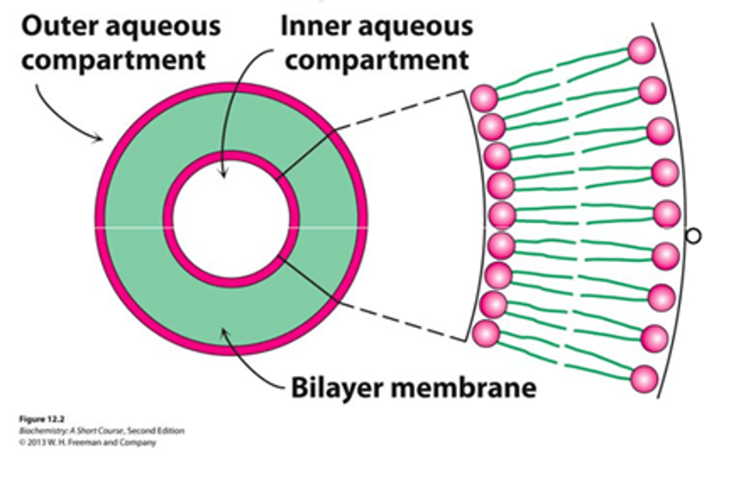 <p>Small bilayers spontaneously seal into spherical vesicles</p>