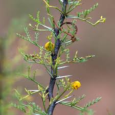<p>How do small leaves or needles help plants?</p>