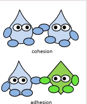 <p>Cohesion: ability of water molecules to cling together</p><p>Adhesion: ability of water molecules to cling to the wall of the xylem</p>