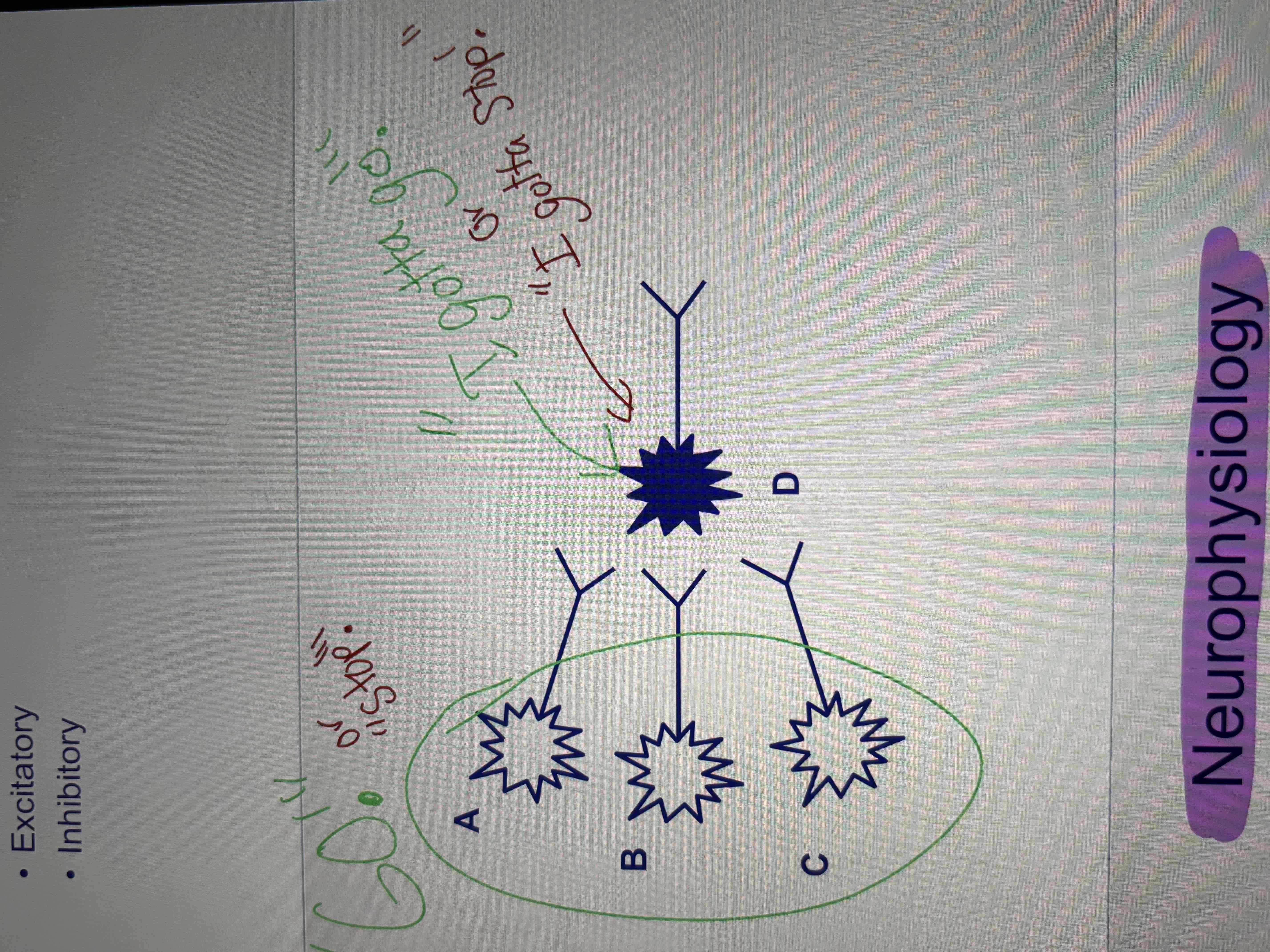 <ul><li><p>integration of multiple neurons </p></li><li><p>facilitates propagation of single signal transmission (increases likelihood of neuronal firing) </p><ul><li><p>excitatory and inhibitory </p></li></ul></li></ul><p></p>