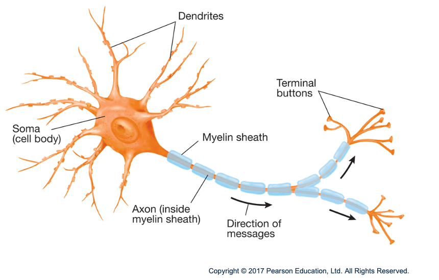 <p>carries info (action potential) from soma to terminal buttons</p>