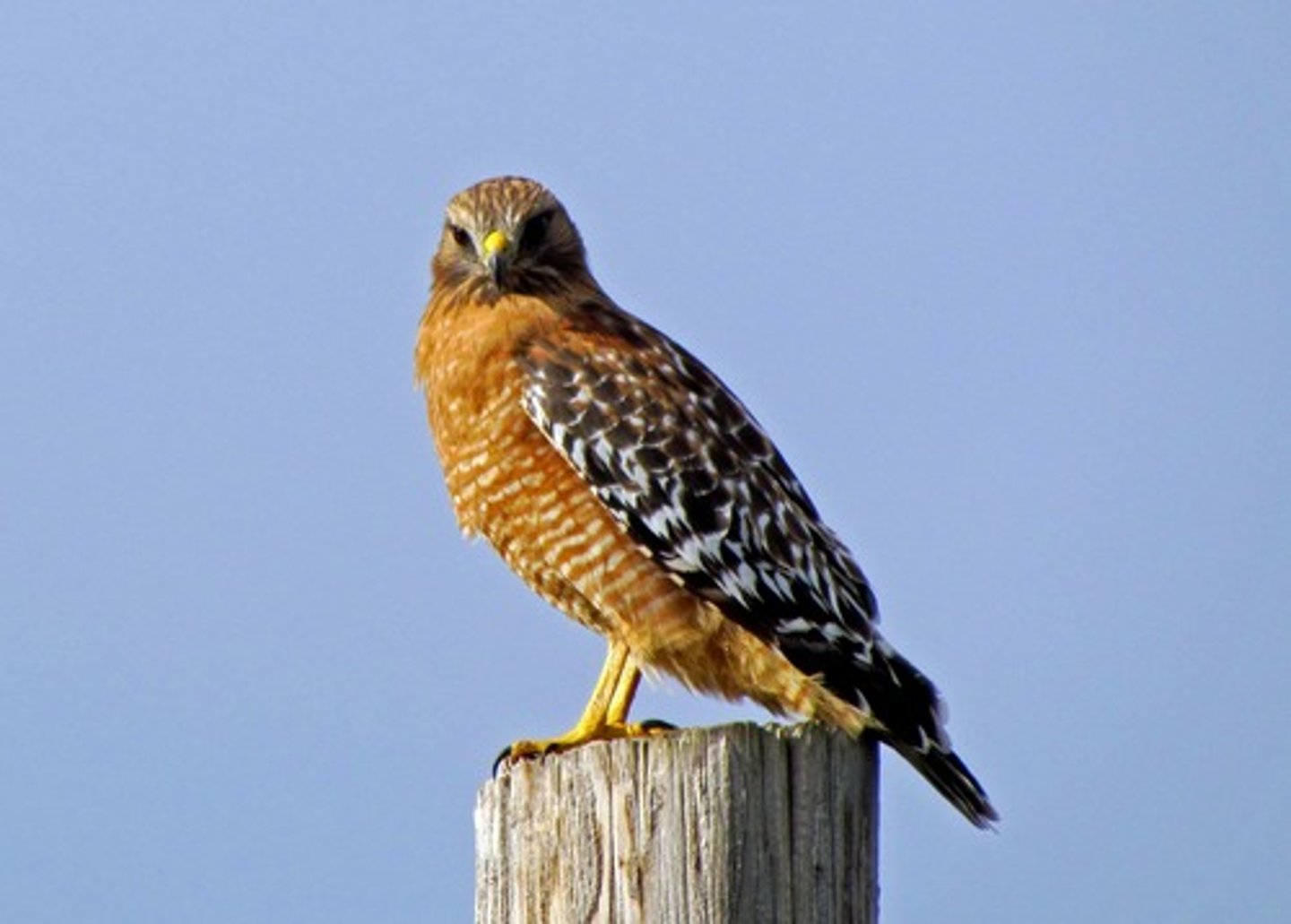 <p>Accipitriformes</p><p>Accipitridae</p>