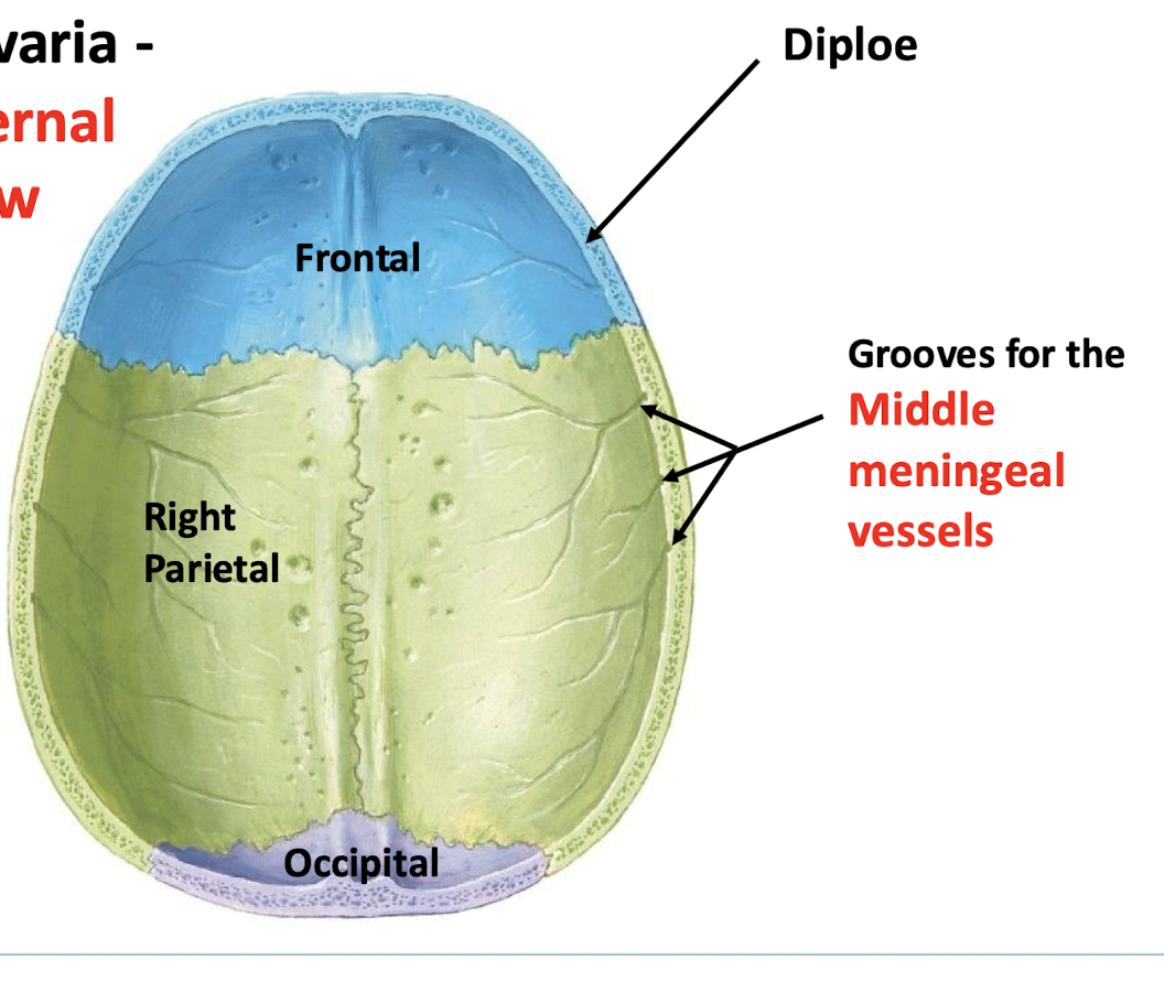 <p>deep grooves in the inner table of cranial bone</p>