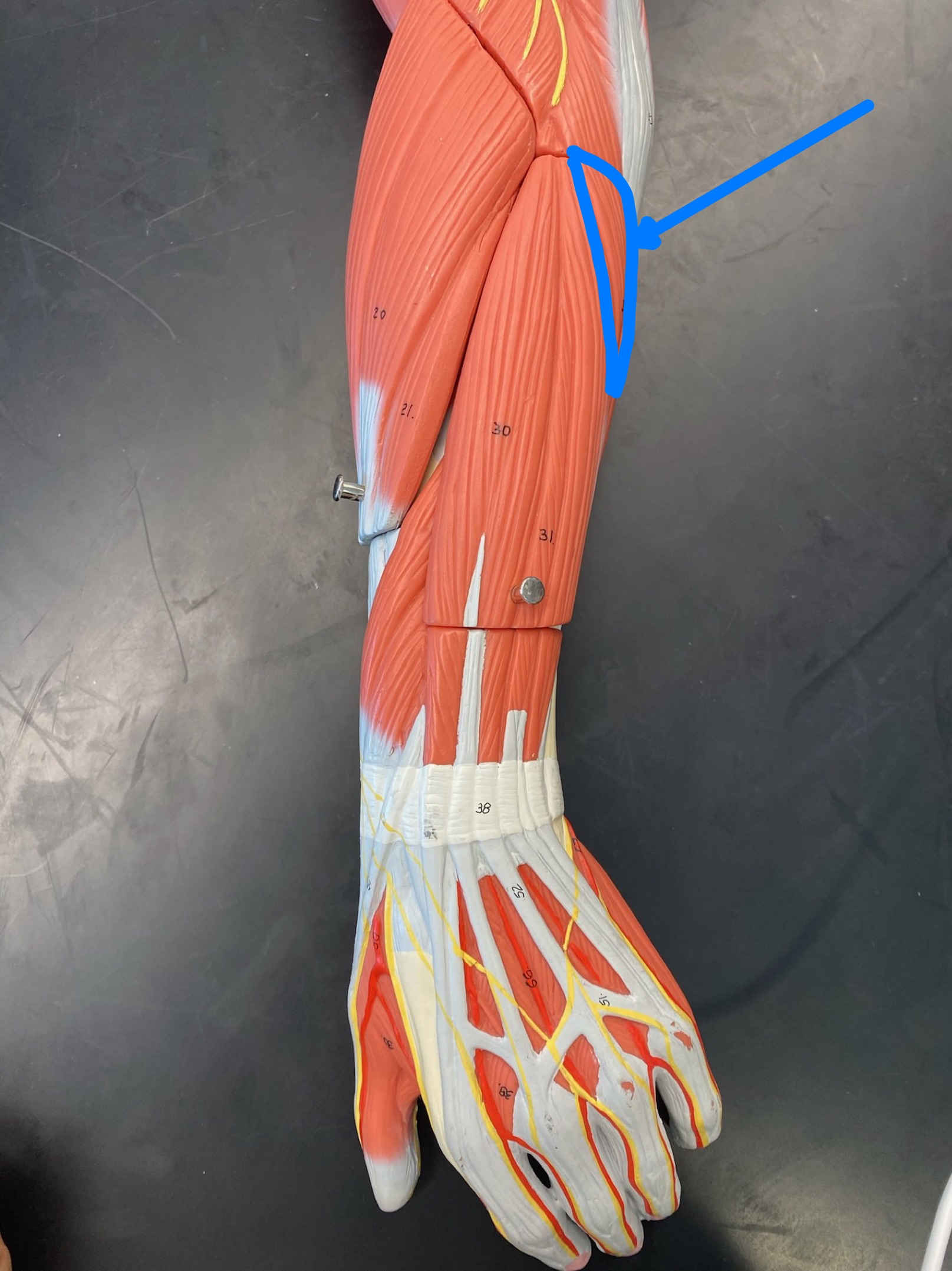 <p>ID muscle</p>