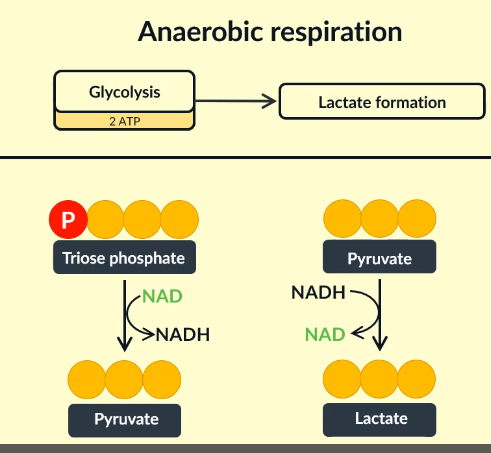 <p><span><span>Describe the stage of glycolysis in which reduced NAD is produced.</span></span></p>