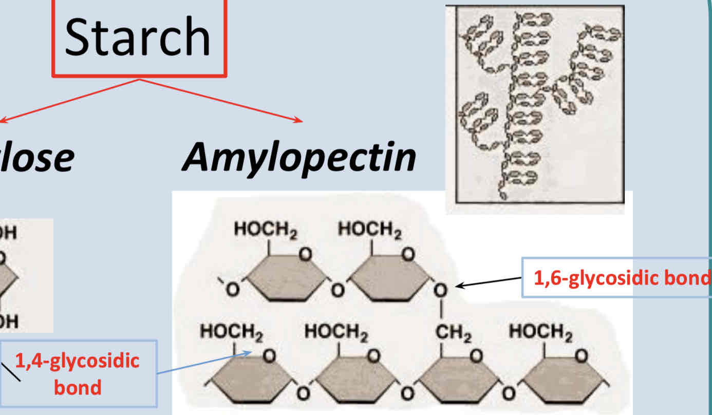 <p>Amylopectin is a polysaccharide component of starch</p><ul><li><p>Branched polymer</p></li><li><p>Glucose monomers joint by 1,4-glycosidic bonds &amp; 1,6-glycosidic bonds</p></li><li><p>Glucose released by enzyme action at all of the endings therefore glucose released rapidly</p></li></ul>