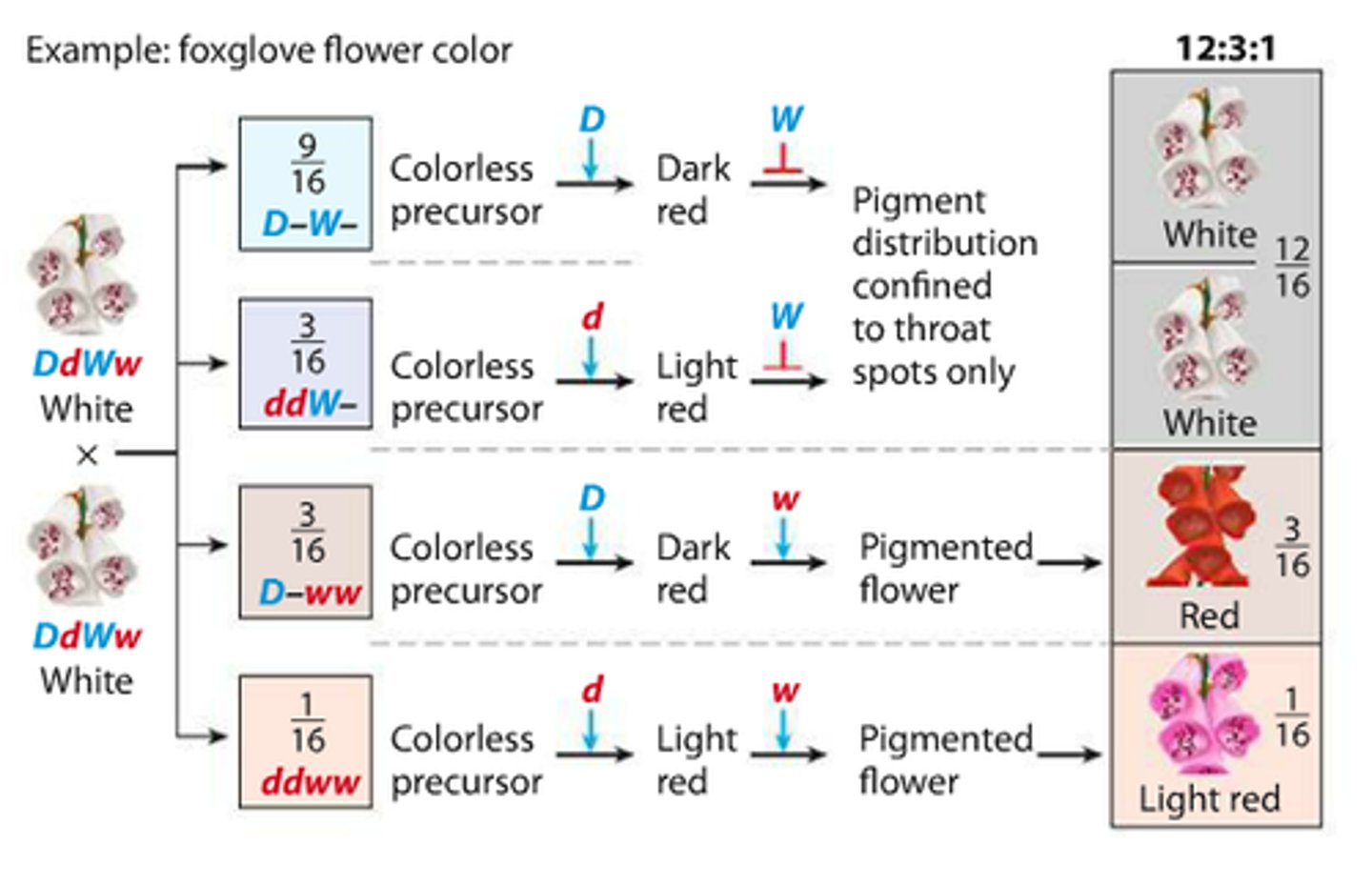 <p>dominant allele of one gene affects expression of all alleles of second gene; e.g. if the dominant white allele is present the flower will be white regardless of the red allele, pink only appears when both genes are recessive; 12:3:1</p>