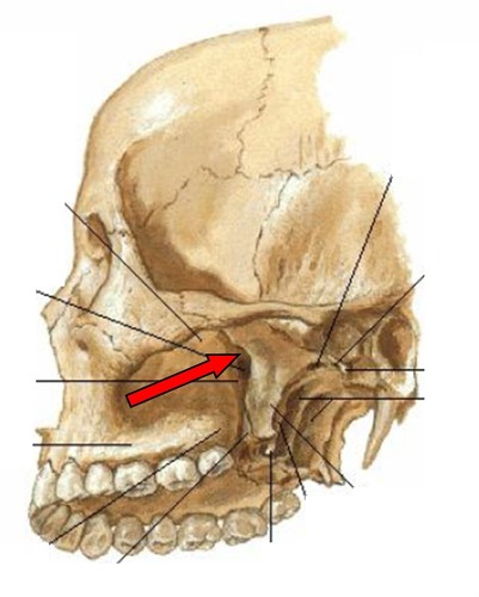 <p>fossa deep to the infratemporal fossa and between the pterygoid process and maxillary tuberosity</p>
