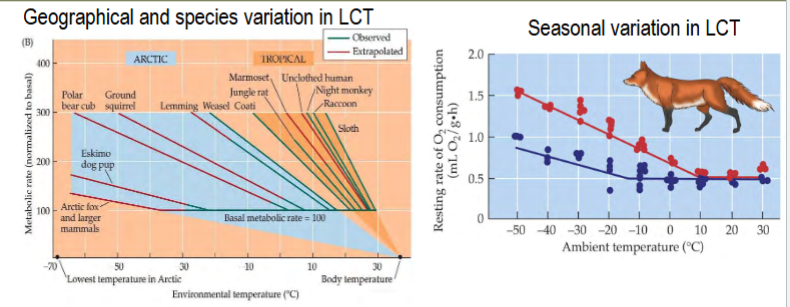 <p>varies geographically, seasonally, and among species, depending on energy needs and food availability</p><p>lower LCT → wider TNZ → less energy used</p><p>lower in animals with higher energy demands or less access to food (to conserve energy)</p>