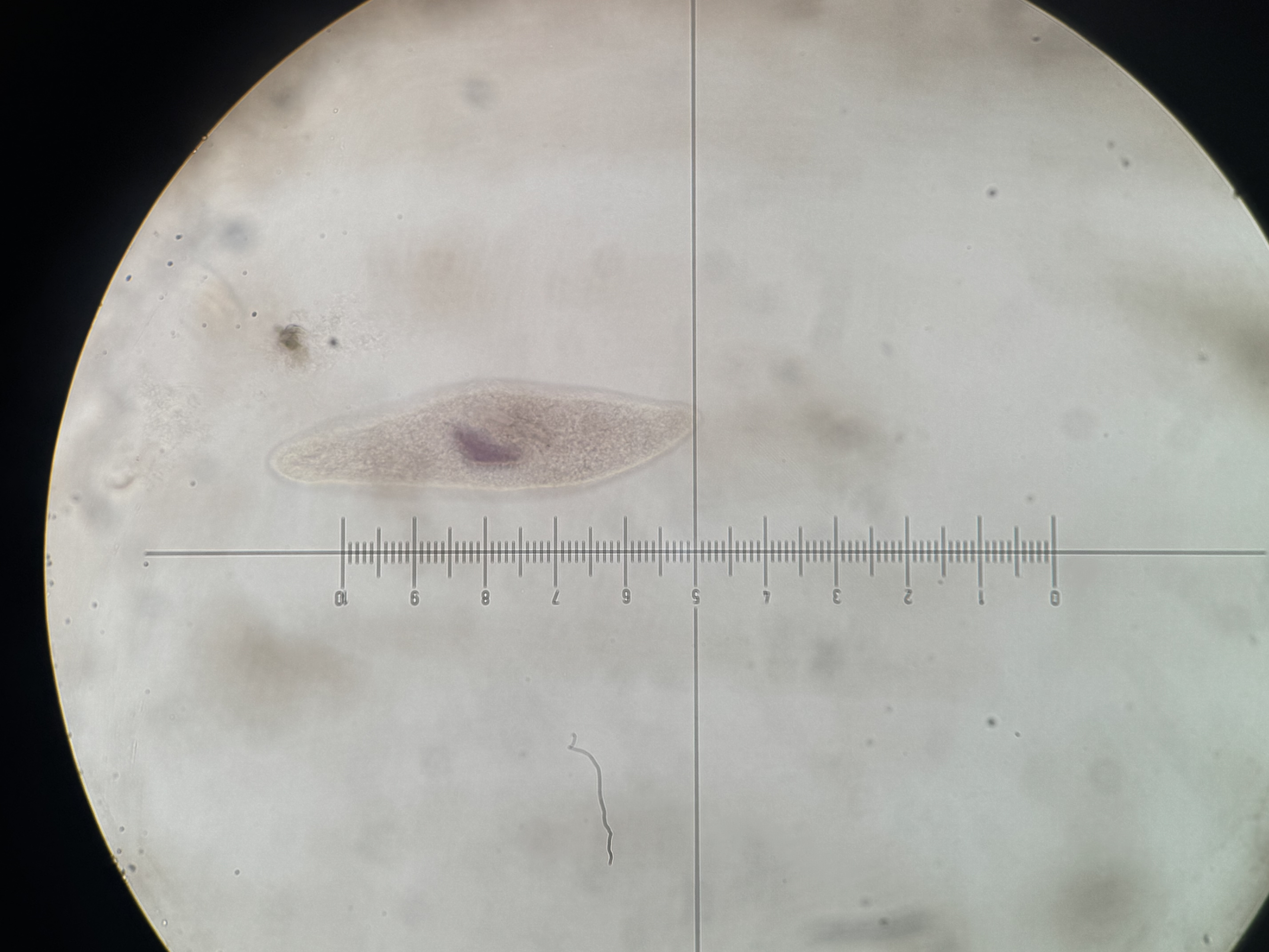 <p>Paramecium caudatum</p>