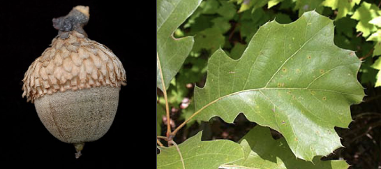 <p>Family<br>Genus<br>Species<br>Common Name</p>