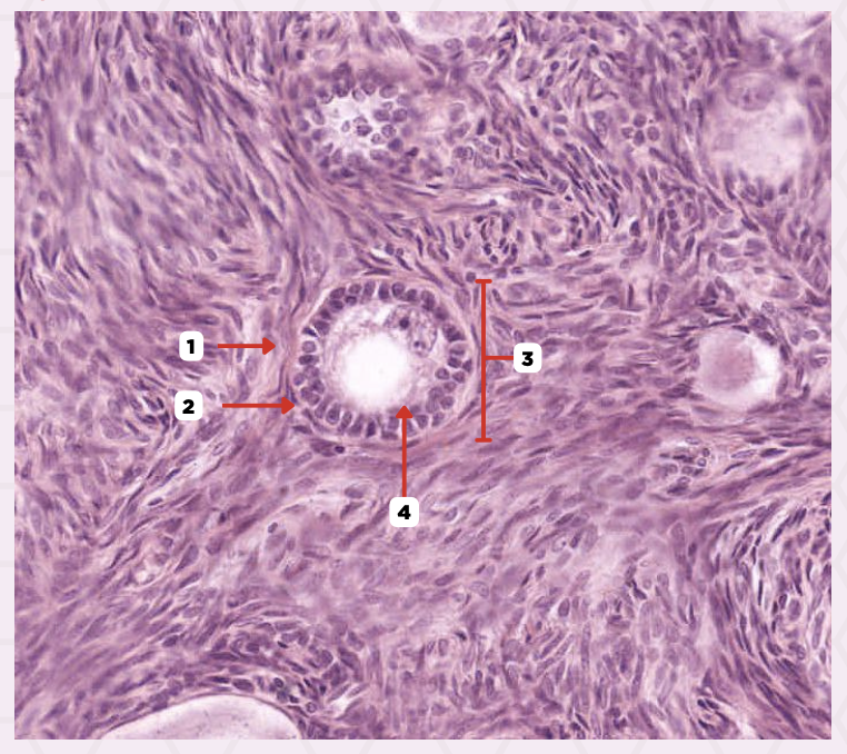 <p>Identify the structure labeled as 3.</p>